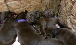 Three purebred Labrador puppies available. 1 Black Female and 2 Chocolate Females. $500. AKC papers. Parents on site. First shots, wormed and Vet checked. Ready for a new home.
Contact Ray at 607 724 4200.