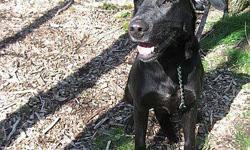 Labrador Retriever - Bear - Medium - Adult - Male - Dog
Bear- 4 year old Lab/ shepherd mix neutered male, up to date on vaccinations. He is Black with brown points on his legs and face. Approximately 45 pounds. Bear is very sweet! Loves car rides! He