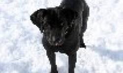 Labrador Retriever - Leo - Medium - Adult - Male - Dog
Leo is a 4 year old black lab hound dog mix. He weighs about 40 lbs and everyone thinks he is a puppy because of his size. He is energetic and loves to go for walks and play with balls, any ball. He