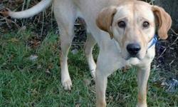 Labrador Retriever - Miquel - Yellow Lab - Large - Adult - Male
Miquel is a Yellow lab about 2-3 years old. He is looking for love and a new family. You gotta love the smiling face on him. He is a great boy and loves people! Please fill out an application