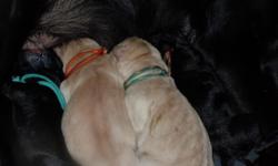 Born: 3/22/15
We have three lovely little Labradors for sale. One yellow male, one yellow female and one black female; these are from our litter of five.
These puppies are A.K.C sired. Dam is purebred without papers. They are home-raised and will be
