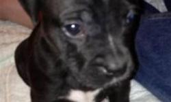 Labrador Retriever - Skidder - Medium - Baby - Female - Dog
Skidder is about 8 weeks old and weighed 6.5 lbs at 7 weeks old. Mom is a small lab mix. She is the most shy of the group and is fearful of loud noises! She would do best in a quiet home without