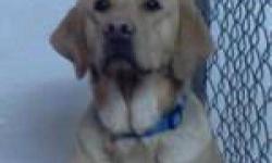 Labrador Retriever - Sport - Large - Young - Male - Dog
If you would like to meet one of our pets please call or email to set up an appointment.Sport is a great dog that needs a quiet home without small children. He is a real sweetheart that just needs