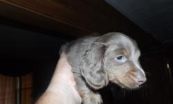 LAST ONE..ACA registered Purebred miniature long haired Dachshund.hes ready to go!. He's had his shots and been wormed twice..Smart and healthy,he's lonely cause his sisters just left yesterday.He's a rare silver/blond color with tan markings.Loves to
