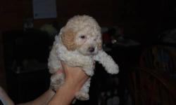 HELP,SHES LONELY! LAST ONE! HERES A CREAM COLORED ACA REGISTERED,PUREBRED FEMALE MINIATURE POODLE.VERY HEALTHY AND WELL-FED...SHES BEEN VET CHECKED W/SHOTS AND WORMED.SHES HAD HER TAIL DOCKED AND DEW CLAWS REMOVED.READY TO GO TODAY 5/16..SHE WILL GROW TO