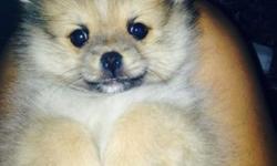 I have a beautiful Pomeranian puppy that's 9 weeks old for sale. He is the last one left from the litter. He is very playful but also gentle. He would be great for kids and would be a great companion. He is absolutely adorable and resembles a teddy bear!