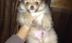 Hi! I have an 8 week old, male Pomeranian puppy for sale! He's the last of the litter to go! He's playful but at the same time he loves to cuddle! I'm looking for a great home for him! He is dewormed but has not received his first shot! Email me if you