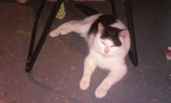 CAN U HELP REHOME ONE OR TWO KITTENS ASAP?
"Heaven" is Black/White Kitten female 11mths fixed with shots, house cat, extremely loveable, loves to play with toys, liter trained, loves people & other cats.
"MEME" is tabby short hair light tan, also a female