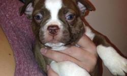 I have two male red and white pure bred Boston Terriers puppies left they were born November 12 th and will be ready to leave on January 7th will come vet checked and first shot and been wormed on schedule taking minimum of 150 non refundable deposit to