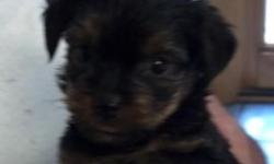 lhasa-poo puppies adorable toy size shots and wormed twice and housebroken
