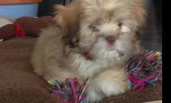 Registered Lhasa Apso Puppy
She is the last one left
She was born 12/6/12 and is 12 weeks old now
1st vet check and deworming
She is paper trained and crate trained.
Also great with kids and other dogs.
please call 315-626-2869