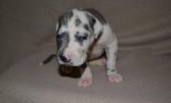I have a litter of Great dane puppies born on 4/30/14. Dads a full blue European. Moms a fawn harlequin. First litter for both parents. I have 2 blue's and 4 have blacks and 2 harlequins available. Blues and Harlequins are going for $1500, and blacks are