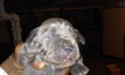 I have a litter of champion blood line Cane Corso puppies just born this March. I will be taking deposits to reserve puppies. Feel free to call me with any questions regarding the puppies or about the breed itself!