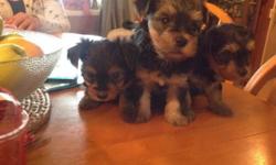 A littler of 5 beautiful toy Yorkie puppy's for sale
Boys and girls available
9 weeks old and ready for their loving new homes
They have had their first vaccination and been micro chipped. Up to date with worming and fleas.
fun loving pups that will make