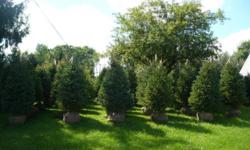 OFFERING A BEAUTIFUL SELECTION OF EVERGREENS FOR SPRING SUMMER AND FALL PLANTING (FRESH DUG) IN STOCK
BLUE SPRUCE
NORWAY SPRUCE
WHITE SPRUCE
NORWAY SPRUCE
DOUGLAS FIR
WHITE PINE
HEMLOCK
ARBORVITAES EMERALD GREEN AND GREEN GIANTS
SIZES AVAIL 4-5FT+ WITH A