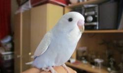 I am looking to adopt a baby parrotlet. If you have any email me with pics, info and fees email me.. I do not want to pay a exaggerating fee.
No scammers I will report you!