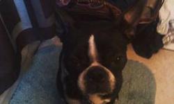 I am looking for a stud to breed my female Boston Terrier with. She will be 2 years old December 2013. Her next heat cycle is in September 2013. This will be her first time and ours. She is AKC with pedigree and is very sweet. She is social , we have