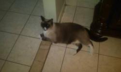 I"m looking for chocolate point Siamese cat. I have one before and he die
Please, if somebody have any cat like this cat in the pic. please feel free to contact me at 917-838-8341 .