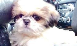 Looking Mate for my Shih tzu Female on Heat right now.. She is 18 months old call me 917-344-0679.. I will give u one puppy at the time of delivery any of u want male or female
This ad was posted with the eBay Classifieds mobile app.
