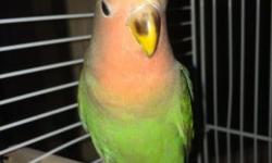Selling young lovebirds and parakeets
Around 3 and 4 months old
$60 Lovebirds
$20 Parakeets