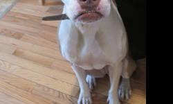 I have a three year old (D.O.B is 12/30/2009) boxer/pit mix whos name is Neeka that needs a home with patient loving owners who are able to provide her a home with space. Her name is Neeka and she is spayed. I love her! My ex boyfriend and I shared