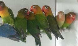 Low prices on all our lovebirds now. The following colors are available
Green or blue eyerings 50 each
Dilute green 60
Opaline peach hood 60
Violet eyerings 70