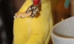I am selling a lutino female cockatiel. She is in great health and is of the larger cockatiels