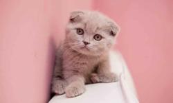 Gorgeous Scottish Fold and Scottish Straight Kittens for sale, 2 month old. They will make you deeply touched, because of their childish sweet expression. Very friendly with kids, playful and smart! Their fur is very soft like a silk. These beautiful