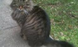 Maine Coon
Prissy and Baby are currently living outdoors on a block where many cats have been killed by cars. We are looking for fosterers or adopters to get them into a safe environment ASAP and help socialize them to people.
Prissy is a lovely