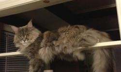 Maine Coon - Hyster - Medium - Adult - Female - Cat
Hyster is a beautiful 8 year old spayed female - she's very active and loves attention. She is very talkative kittie and can become somewhat aggressive therefore she needs a home without small children.