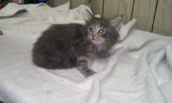 Male Maine Coon Kitten Born 11/04/14, has first shots and worming, ready to go home! $495, 315-729-9200