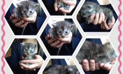 Stunning registered kittens born 03/14/15. Pictures of parents posted. HCM, SMA, PKD Neg. Kittens are raised underfoot in our home with children, cats, and dogs to be well socialized, and adjusted. Vet checked, dewormed, parasite free, age appropriate