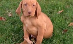 Male VIZSLA PUPPY,This super sweet boy is looking for his forever family! DOB 9/25/12 Ready to go. Pups are AKC Registration, Tails Docked and DewClaws Removed, Vet Checked, Health Certificate, First Shots , and Worming. Puppies are Well Socialized with