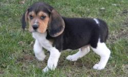 BEAGLE PUPPY, 1 male left , This Beautiful male beagle puppy is the last one available of his litter, sweet temperment and full of energy! He will be very sad come next weekend when all his siblings go to there new homes and he is looking for his forever