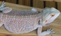 FOR SALE IS A DOUBLE HET FOR TRANS AND HYPO MALE BEARDED DRAGON. THIS MALE IS POSSIBLE HET FOR RECESSIV LEATHER AS WELL. HE IS 1 1/2 YRS OLD AND SHOWING SIGNS OF BEING READY TO BREED. HE IS CURRENTLY EATING HIS GREENS, SUPERWOMS, MEALWORMS, BUTTERWORMS,