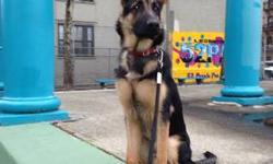 Looking for a male german pup at a reasonable price. Large breed german shepherd black & tan....