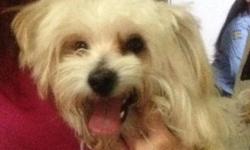 Today I rescued this cute 2 yr old maltese mix unaltered male. He's tall for a Maltese with very long legs. When I rescued him he was matted and thin! Previous owner kept him locked in a small cage for hours. He is great with other pets, children,
