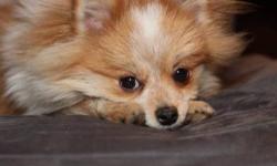 One year old male parti color Pomeranian, neutered and up to date on all shots. He's a snuggly sweetheart that loves humans and being loved. Gets along great with kids, cats, other dogs.
This ad was posted with the eBay Classifieds mobile app.