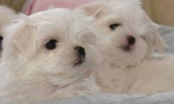 Maltese litter born April 9th , 2013 ? 5 puppies in the litter ? 2 are Available. One Male Toy and One Female Tiny, Tiny Toy : $600 MALE - $950 FEMALE 631-896-7090