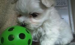 Maltese pup....Akc..males ,gorgeous little doll faced beauties.vet ckd,shots,dewormed,very well socialized.ready ( pd00302)