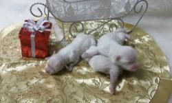 Maltese puppies,tiny babies ready x-mas,pups will have there vet cks,shots and dewormed.Parents sire 5lbs ,dam 6lbs,All will have wonderful coats and have the doll face.average weight for this line is 4 -7lbs,taking deposits ,we also have maltipoos pups