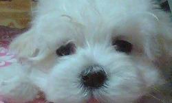I have a sweet 9 week old male Maltese puppy looking for a loving family home. He is full of energy with lots of personality. Smart and lovable. Will be abt 4 to 5lbs fully grown. Puppy pad trained. Would make a wonderful gift for the holidays :)) He's a