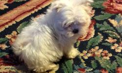Maltese pups,double registered,Akc,Aca,weight 3-6lbs,white black points.doll faced.excellent coats.ve Ckd,shots,dewormed,call or email for more info.(pd00302)