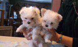 Registered male Maltese puppies born 11/27/2012. They have their first shots and are dewormed. They are getting pretty good about going on paper. They love to be held and to follow me around. They are quite wigglie, and I had a hard time getting them to