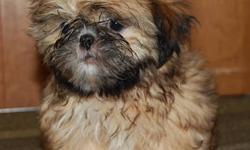 Maltese/shihtzu pups.2 males gold/white little doll faced loving little babies.10wks,being crate trained.non-shedding,great family pets,Pups have been vet ckd,shots,dewormed.$400.0 [pd00302 ] email or call for more info.607-965-8180 ****