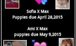 HI we have two litters of puppies coming soon both a month apart from each other
Our first litter is Maltese X Pomeranian mother sofia and father Max puppies due April 28,2015 we have 5 puppies who are pending we are only taking 3 more poeple to put on