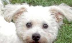Maltese - Yuri - Small - Adult - Male - Dog
Yuri was recently released from a commercial breeding facility. His age is about 9 yrs. He is neutered and up to date on all vaccines. He has had a dental and lost several teeth. BUT he is now healthy, eats like
