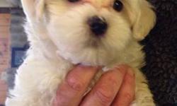 Maltese/poodle puppy will be very small when full grown, white with tan ears. 9 weeks old first shots and wormed.played with and socialized. Only $375.!! Please call 607-760-4421 NO EMAILS they will not be answered.
