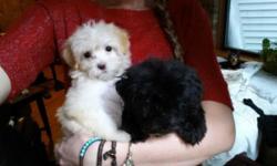 Adorable little maltese and poodle mix pups, a.k.a. Maltipoo! I have one apricot girl and two black girls available. The pups are 10 weeks old and come with all of their shots and worming up to date, a written health guarantee, and a training tips packet.