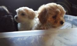 Born 5/17/2016
Sex - female
Breed - Maltipoo
(Mom is a 10 pound poodle & Dad is a 7 pound
Maltese)
1st shots and dewormed
Super sweet, gorgeous, loving and affectionate
She is very healthy and loves to play and be held. She is great around children and